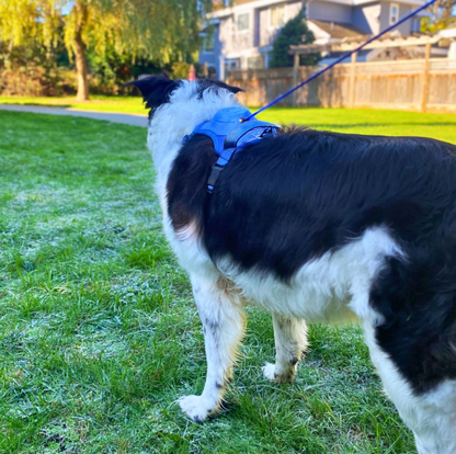 Dog Harness with Built-In Leash