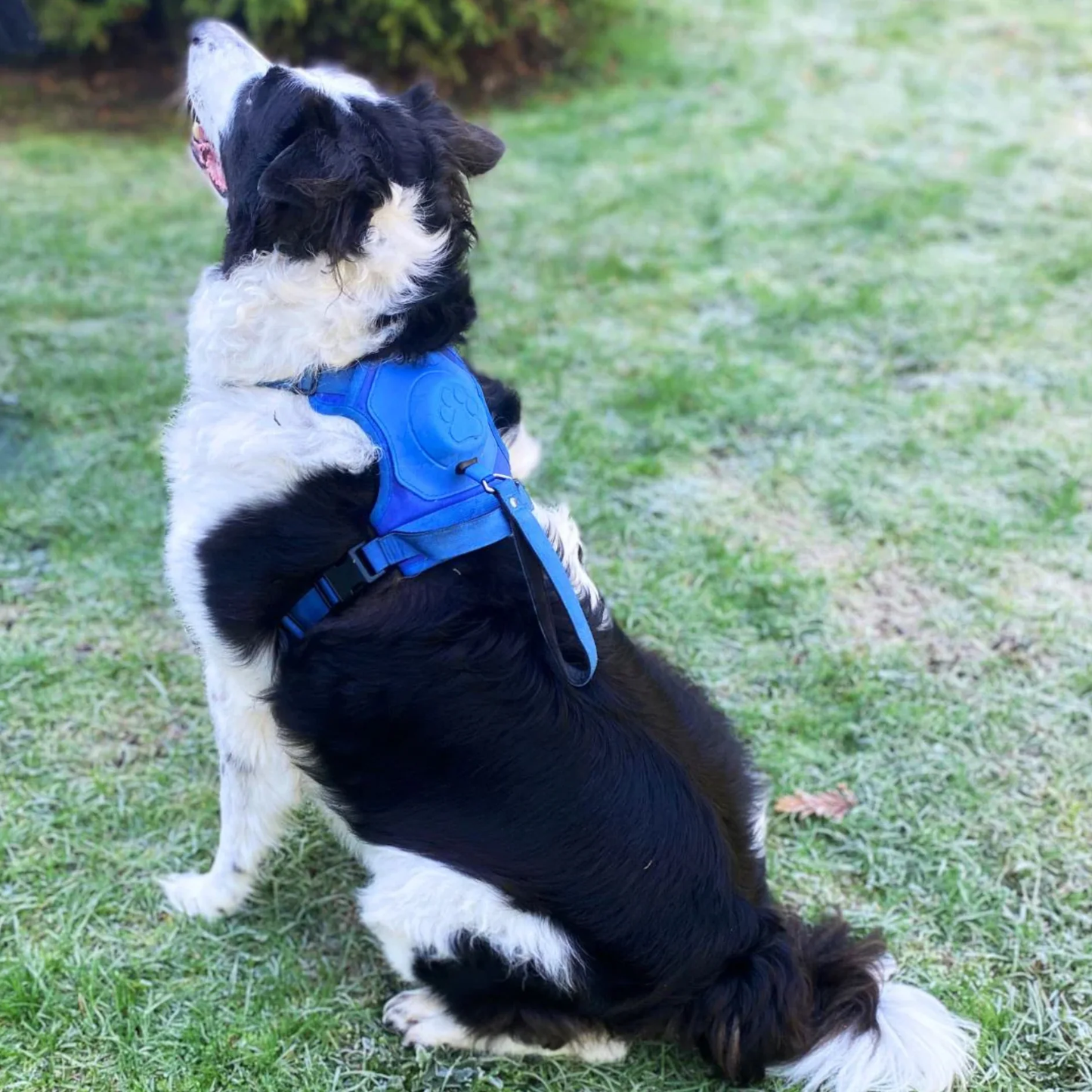 Dog Harness with Built-In Leash