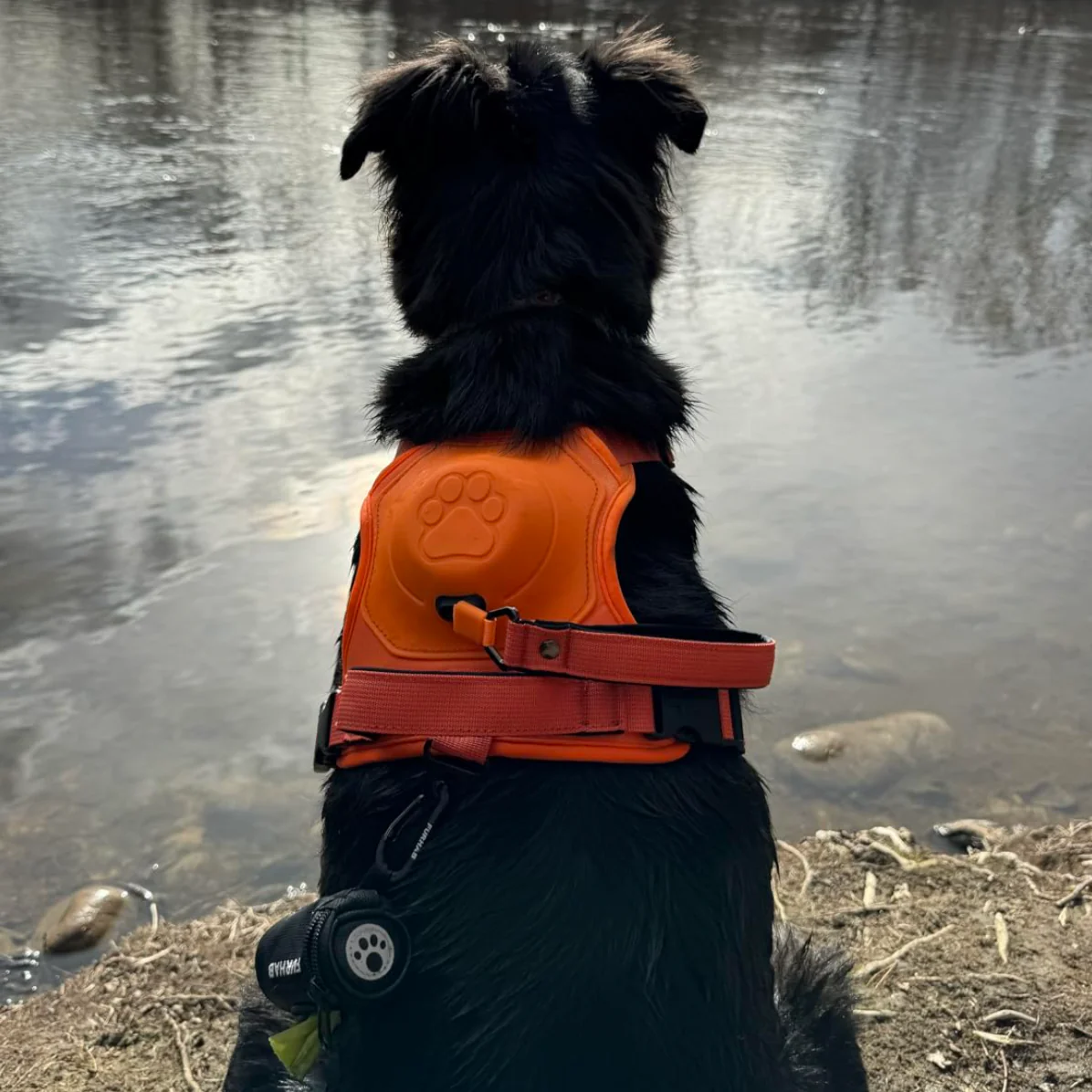 Dog Harness with Built-In Leash