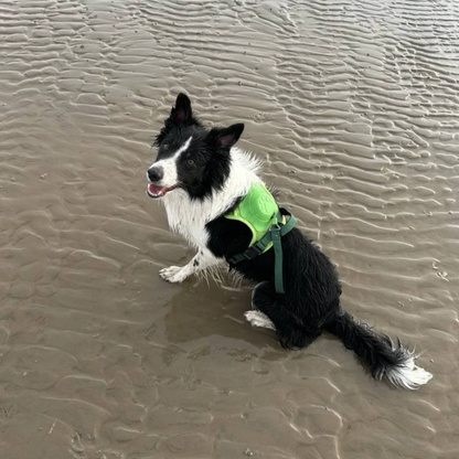 Dog Harness with Built-In Leash