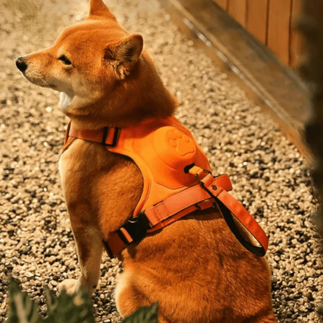 Dog Harness with Built-In Leash