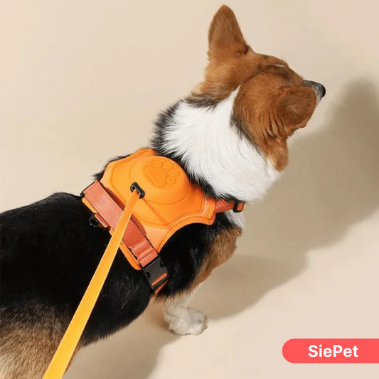 Dog Harness with Built-In Leash