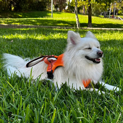 Dog Harness with Built-In Leash