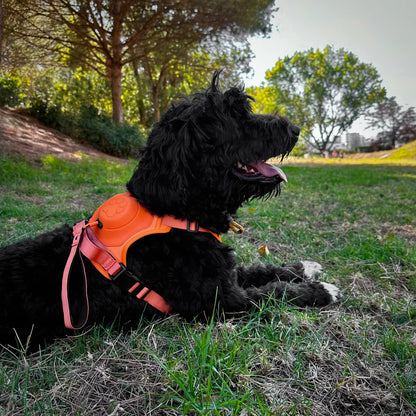 Dog Harness with Built-In Leash